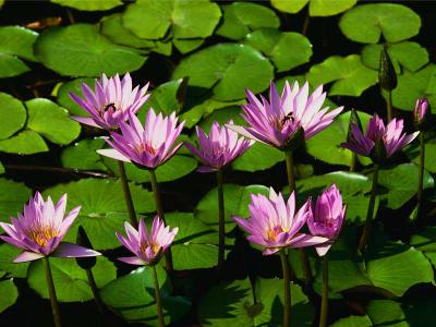 flowers i toke this 1